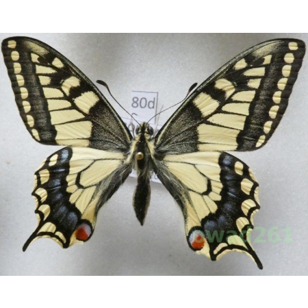 Papilio machaon Linnaeus, 1758 Czech 63mm80d